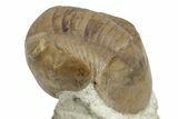 Illaenus Sinuatus Trilobite - Russia #237028-3